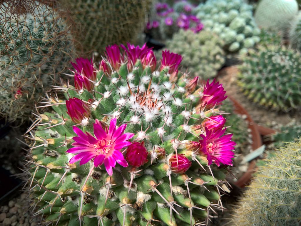 Mammillaria magnimamma